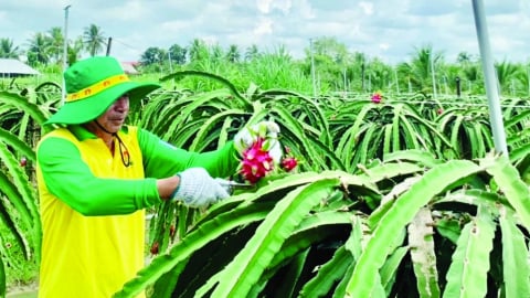 Những 'Bí Kíp Vàng' từ Phân Bón Cà Mau giúp bà con canh tác hiệu quả