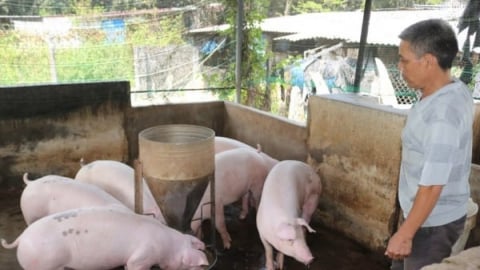 Thời tiết phức tạp nguy cơ xảy ra dịch tả lợn Châu Phi