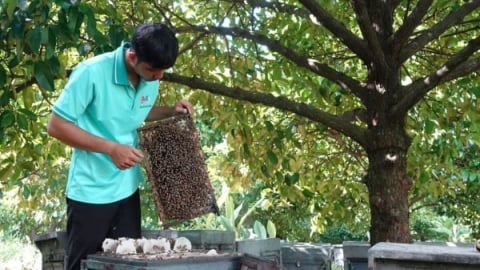 Bí quyết nuôi ong theo mùa hoa tự nhiên