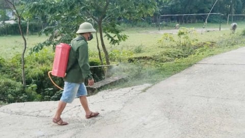Kiểm soát dịch tả lợn Châu Phi không để lan rộng