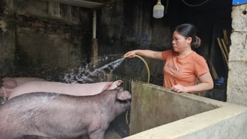 Vùng cao loay hoay quản lý giết mổ gia súc