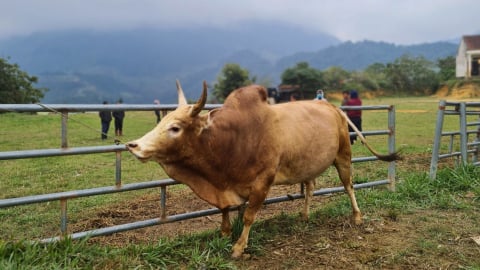 Hà Nội trao tặng Nghệ An 100 con bò giống