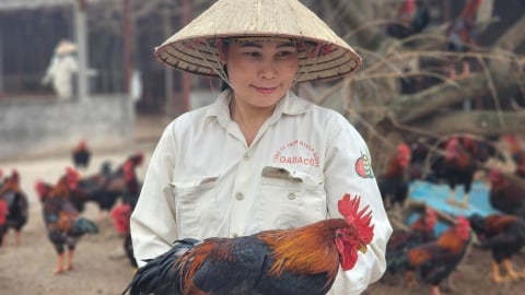 Dabaco hoàn thành kế hoạch lợi nhuận năm 2025 sau 6 tháng