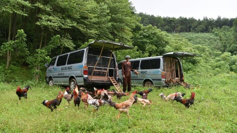 Người chăn gà du mục và ước mơ thay đổi hình ảnh nông dân Việt