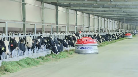 Lời giải công nghiệp hóa ngành chăn nuôi: [Bài 1] Nuôi bò thông minh giảm phát thải