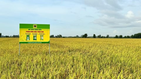 Giải mã cặp đôi ‘Bio & Canxi’-chìa khóa cho canh tác lúa bền vững ở ĐBSCL