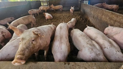 Dịch tả lợn Châu Phi lan rộng 21 xã ở Phú Thọ