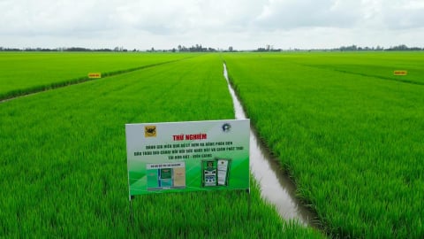 Hành trình đưa vi sinh vật vào Phân bón Đầu Trâu Bio-Canxi