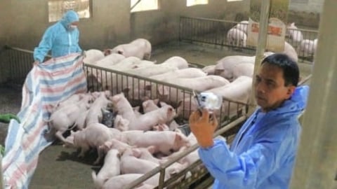 Dịch tả lợn Châu Phi lan rộng, Thủ tướng yêu cầu kiểm soát chặt chẽ