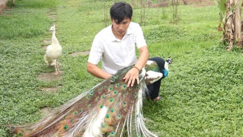 Thành công với mô hình nuôi chim công cảnh và cơ duyên với số 5