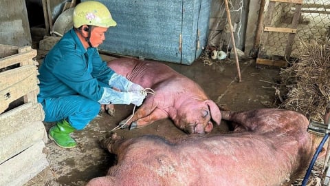 Dịch tả lợn Châu Phi tại Nghệ An bùng lây lan nhanh