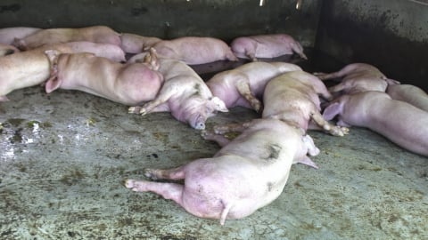Lập chốt kiểm dịch liên ngành, phòng chống dịch tả lợn Châu Phi