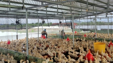 Hơn 700 cơ sở chăn nuôi ngoài đê đang nguy hiểm trước bão wipha