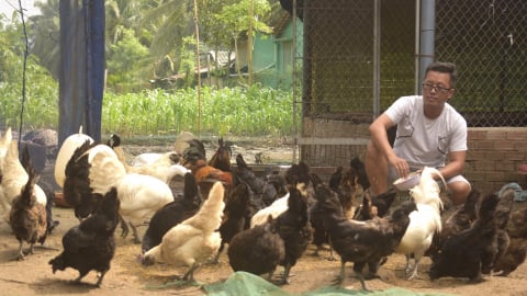 Nuôi 300 con dúi, 300 gà đen mang lại doanh thu nửa tỷ đồng