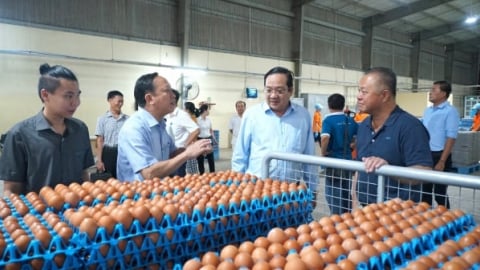 Tây Ninh chọn đột phá chăn nuôi công nghệ cao để tăng trưởng hai con số