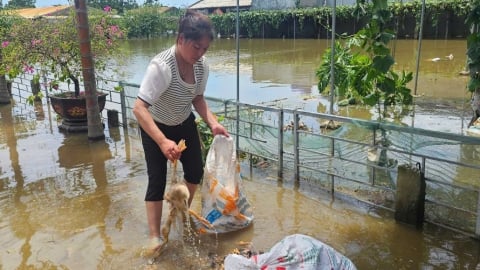 Nước mắt trôi theo lũ vì trại gà nghìn con chết chìm