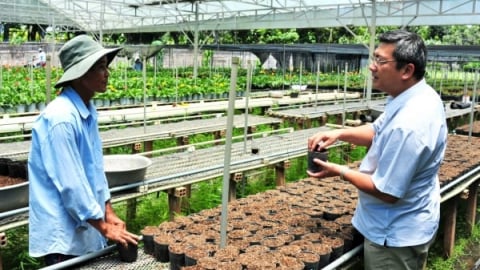 Người trồng hoa kiểng Tết lo lắng vì phân rơm tăng giá gấp đôi