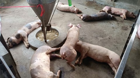 Lợn chết như ngả rạ, nhiều hộ chăn nuôi điêu đứng