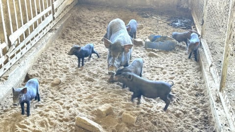 Bảo vệ giống heo Kiềng Sắt quý hiếm trước dịch tả lợn Châu Phi