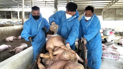 Lợn chết rỗng chuồng vì dịch tả lợn Châu Phi
