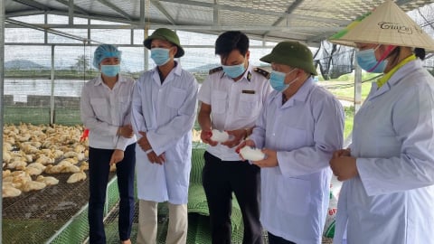 Hải Phòng tiêm hơn 8 triệu liều vaccine cho vật nuôi
