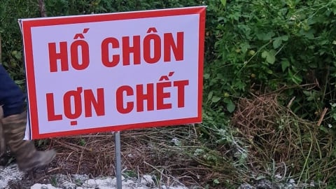 Dịch tả lợn Châu Phi xuất hiện ở 61 xã, phường, 7.000 con lợn tiêu hủy