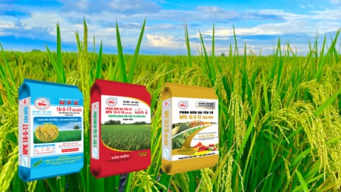 Bón NPK Văn Điển cho vụ mùa: Lúa khỏe, giảm công chăm, năng suất cao