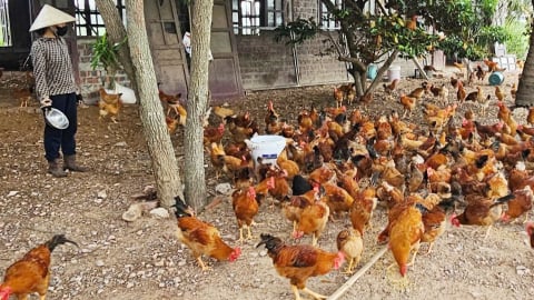 Nuôi gà ri lai bằng giun quế, thịt thơm ngon hiệu quả cao