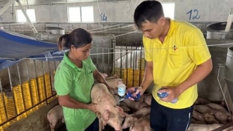 Căng mình phòng chống dịch tả heo Châu Phi