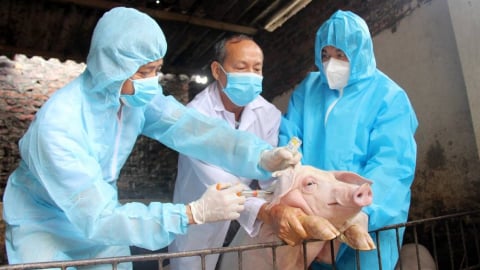 Hưng Yên tiêu hủy trên 12 tấn lợn nhiễm dịch tả lợn Châu Phi
