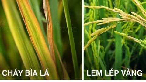 Diệt nhanh vi khuẩn để bảo vệ năng suất và chất lượng lúa
