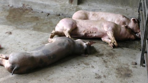 Chăn nuôi nhỏ lẻ sẽ khó khăn khi phòng, chống dịch bệnh