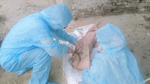 Xử lý hình sự hành vi vứt lợn chết ra môi trường