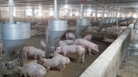 TP. HCM phát hiện 2 ổ dịch tả heo Châu Phi