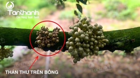 Vì sao thán thư bông là nỗi ám ảnh của người trồng sầu riêng mùa mưa