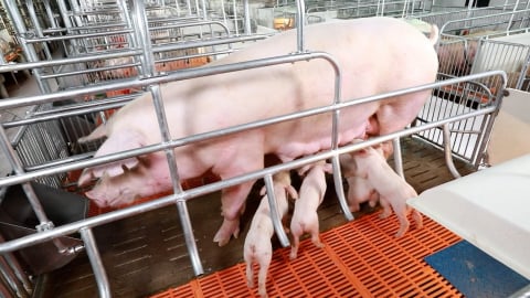 Tỉnh có đàn heo lớn nhất nước ngăn chặn dịch tả heo Châu Phi