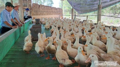 Nuôi vịt trên sàn lưới, rút ngắn thời gian, hạn chế dịch bệnh