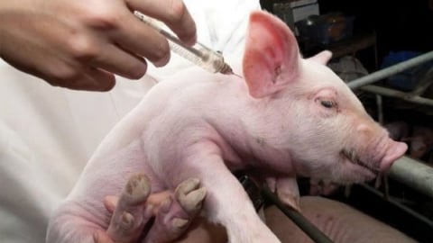 Phòng bệnh viêm não Nhật Bản trên heo bằng vaccine sống