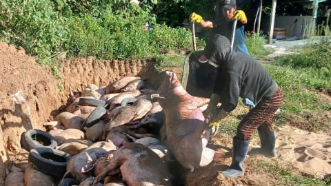 Kiểm soát địa bàn giáp ranh, phòng chống dịch tả heo Châu Phi