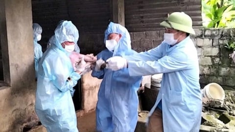 Tăng cường cán bộ về cơ sở dể phòng, chống dịch tả lợn Châu Phi