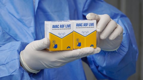 Vaccine dịch tả lợn Châu Phi được đánh giá kỹ lưỡng hơn các vaccine thông thường