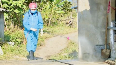 Tuân thủ '5 không’ hạn chế dịch tả lợn Châu Phi lây lan