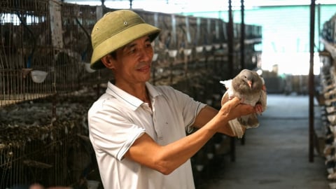 Trại bồ câu lãi trăm triệu đồng mỗi tháng nhờ chăn nuôi an toàn dịch bệnh