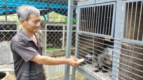 Ông Tám thu 'vàng mười' nhờ chồn hương