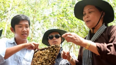 Nuôi ong VietGAHP trong rừng tràm Trà Sư