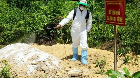 Quảng Ngãi: Tiêu hủy hơn 60.000 con lợn do dịch tả Châu Phi