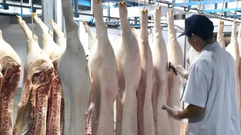 Siết phòng dịch, bảo vệ đàn vật nuôi cuối năm
