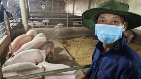 Những mô hình chăn nuôi thách thức dịch tả lợn Châu Phi
