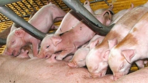 Đồng Nai quyết liệt phòng chống dịch tả heo Châu Phi