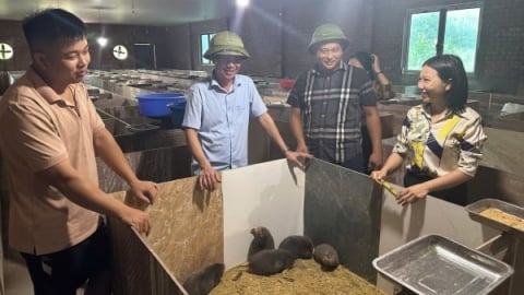 Nuôi dúi thương phẩm, anh Trưởng A Si lãi 400 triệu đồng mỗi năm